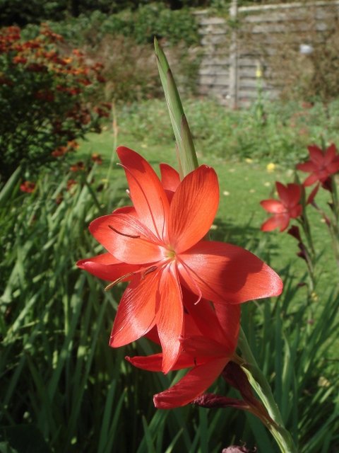 Schizostylis coccinea 'Major' fleur